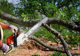 Best Root Management and Removal  in Denver, PA