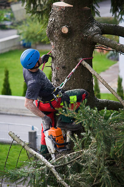 Best Stump Grinding and Removal  in Denver, PA